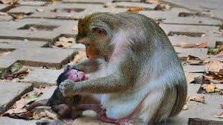 Poor tiny baby monkey no milk by young mom can't take baby back