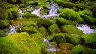 Mountain Stream Water Sounds White Noise for Sleep, Focus, Studying | 10 Hours 4K