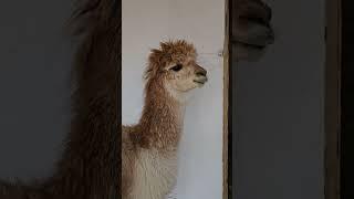 Так плюется альпака #животные #альпаки #alpaca