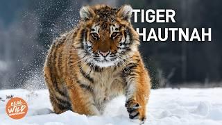 Die größte Raubkatze der Welt: Wilde Tiger hautnah | Doku | Real Wild Deutschland