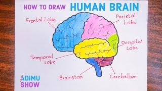 How To Draw The Human Brain | Easy step by step tutorial