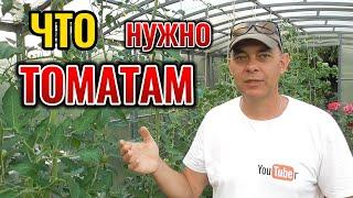  Срочно! Делаем ЭТО с томатами в июле! Последний шанс спасти томаты от фитофторы! Не упусти момент!