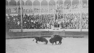 When the Buffalo Fought the Bull