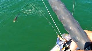 COBIA Fishing In The Chesapeake Bay