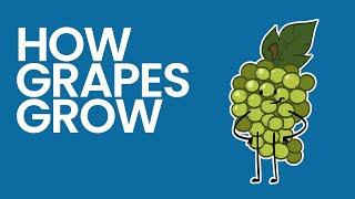 How are Grapes Grown in California?