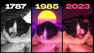 Kitten in towel MEOW, but in different years
