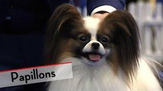 Papillons - Bests of Breed