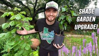 Huge Shade Garden Makeover with Native & Tropical Plants! Zone 9 Houston Texas