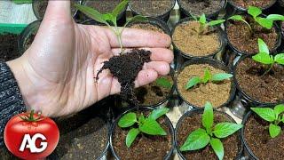 Do not transplant seedlings until you watch this video