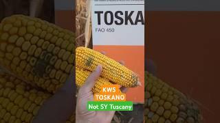 KWS TOSKANO #corn #seed  DEMO in Serbia  #kws #syngenta  good harvest