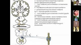 Проводящие пути ЦНС 1 часть