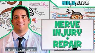 Neurology | Nerve Injury & Repair: Wallerian Degeneration & Regeneration