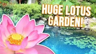 Stunning Lotus Garden with Koi *POND*