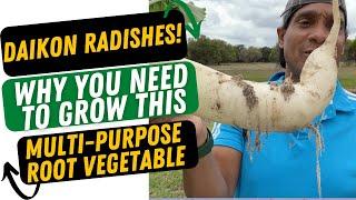 DAIKON RADISHES! WHY YOU NEED TO GROW THIS MULTI-PURPOSE ROOT VEGETABLE