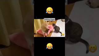 Funny Cat Mind Voice #funny #cat #comedy #shortsfeed #shorts #funnyanimals #catvideos #dubbingdappa