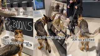 Taking My German Shepherd Dog Shopping