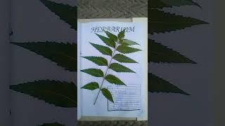 project file on herbarium  kis Kisne herbarium file Banai hai comment Mein batao