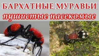 ОСЫ-НЕМКИ - Бархатные насекомые