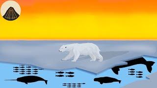 Why Polar Bears are Such Weird Animals