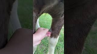 Peeling a Horse’s Chestnut - Satisfying #shorts