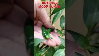 HOT CHILLI lunch #tutorialsvideo #hotchilli #chilliplant #gardening #plantslover #monetization