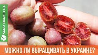 Можно ли КИВИ выращивать в Украине? КИВИ И АКТИНИДИЯ | Agro-Market.ua