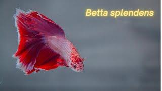 Peaceful: Siamese fighting fish (Betta splendens) in tank