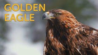 Golden Eagle