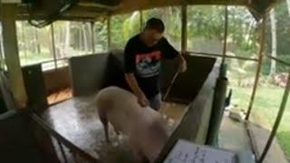 HOW TO - Weigh a Pig Without Scale in Kg - Pig Live weight