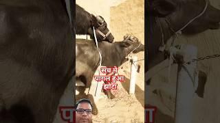 BUFFALO IS MEETING#reels #buffalo #cow #short #shortsfeed #viralvideos #shortvideo #funny #animals