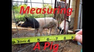 How to determine a live pigs weight with a measuring tape