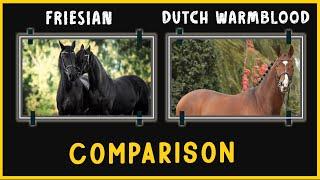 Friesian Horse   VS    Dutch Warmblood Horse