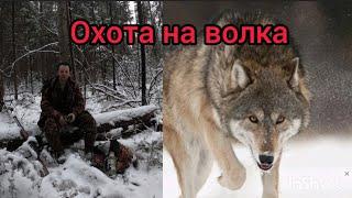 Охота на волка. Зима