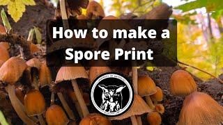 How to Take a Spore Print to Identify Mushrooms