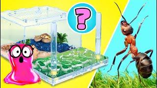 LIVE: DIY Tiny Animal Mansions  How to Build Homes for Ants, Rats, Turtles, and More! ️