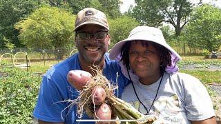 CARIBE POTATO HARVEST ~ BEST POTATO EVER !