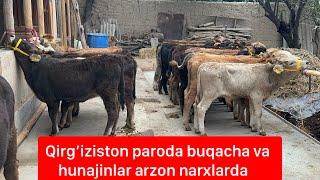 Qirg’iziston paroda buqacha va hunajinlar arzon narxlarda.