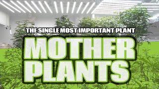 Why The Mother Plant Is The Most Important Plant In Your Garden | Featuring Iluminar iLogic8