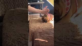 Bro dropping some moves  | Day 25 #shorts #funnyvideo #dogs