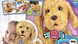 Skyrocket Moji the Lovable Labradoodle - Update