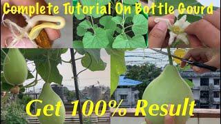 How To Grow And Care Organic Bottle Gourd At Home Garden // Complete Tutorial On Bottle Gourd