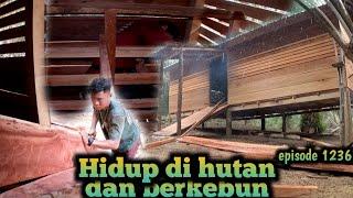 dua tahap terakhir menjelang pemindahan kambing ke rumah baru warta petani muda hidup di hutan