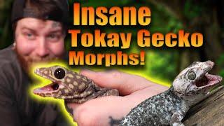 My Most Expensive Tokay Gecko Morph Unboxing Yet!