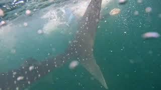 Cancun 2022 - Whaleshark # 2 - Face to face!