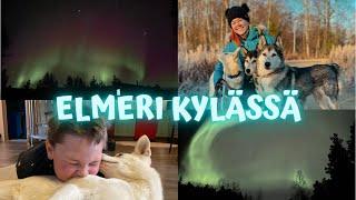 VLOGI | koirien treenejä ym.