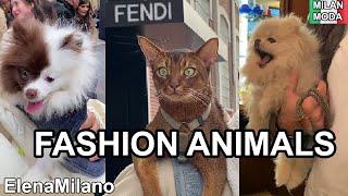 Streetstyle and parties with cool  Fashion Animals on Milan Fashion Week  #italy #milan #mdw