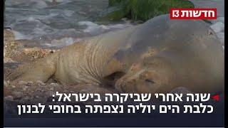 שנה אחרי שביקרה בישראל: כלבת הים יוליה נצפתה בחופי לבנון