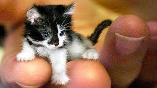 20 Smallest Cat Breeds in the World
