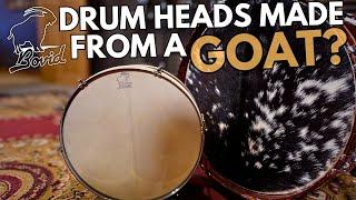 Bovid Goat Hide Drum Heads // Product Overview & Comparison