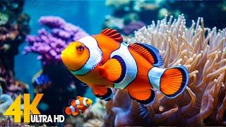 Aquarium 4K VIDEO (ULTRA HD)  Beautiful Coral Reef Fish - Relaxing Sleep Meditation Music #89